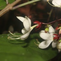 Clerodendrum smitinandii Moldenke